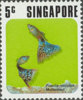 Fish Series
