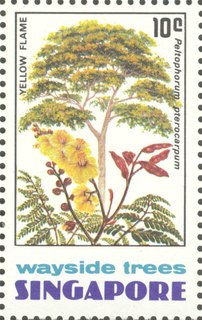 Wayside Trees of Singapore