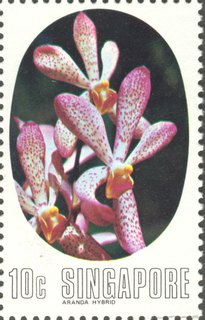 Orchids of Singapore