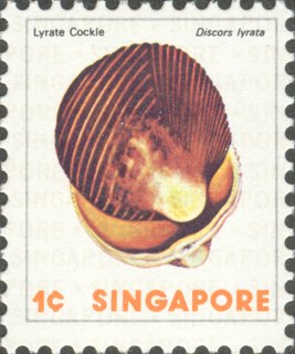 Sea Shells Definitives