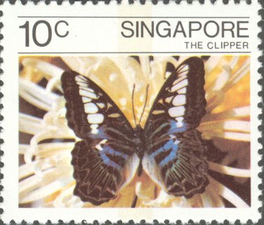 Butterflies