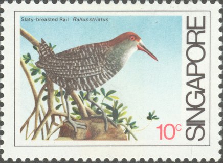 Coastal Birds