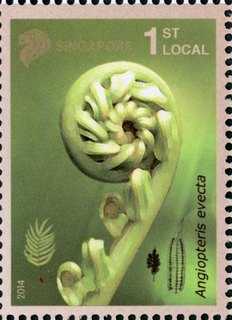 Ferns