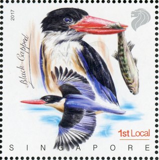 Nature Series Kingfishers