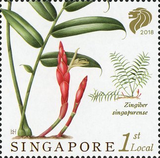 Singapore Native Gingers