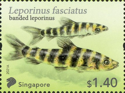 Tetra Fish: Definitives High Values