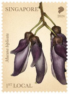 Critically Endangered Flora of Singapore – Flora of Lowland Dipterocarp Forests