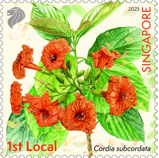 Critically Endangered Flora of Singapore – Flora of Coastal Forests