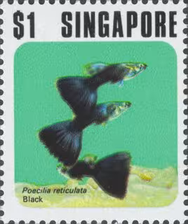Fish Series