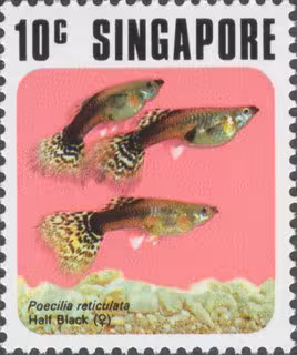 Fish Series