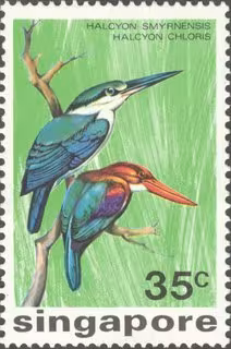 Birds