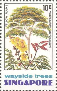 Wayside Trees of Singapore