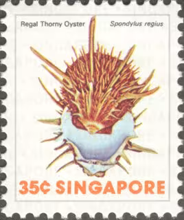 Sea Shells Definitives