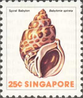 Sea Shells Definitives