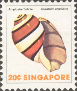Sea Shells Definitives