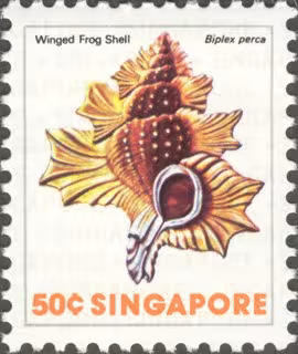 Sea Shells Definitives