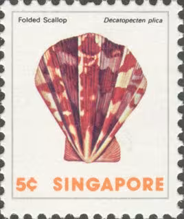 Sea Shells Definitives