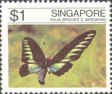 Butterflies