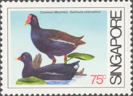 Coastal Birds