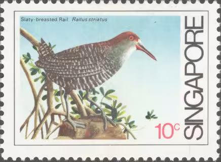 Coastal Birds