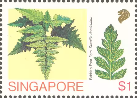 Ferns of Singapore