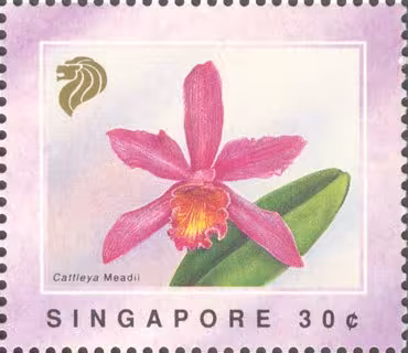 Orchids