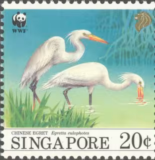 Bird Series - Migratory Birds (Chinese Egrets)