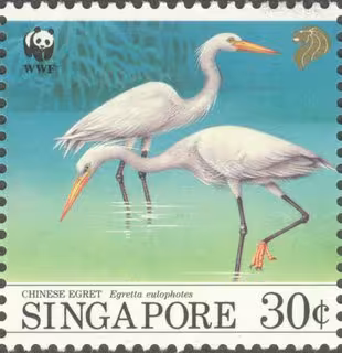 Bird Series - Migratory Birds (Chinese Egrets)