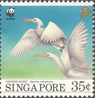 Bird Series - Migratory Birds (Chinese Egrets)