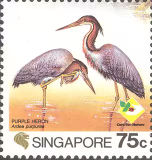 Bird Series - Herons