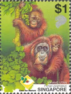 Orang Utan - Ah Meng, Singapore's "Lady" of the Forest