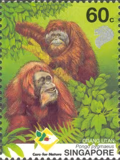 Orang Utan - Ah Meng, Singapore's "Lady" of the Forest
