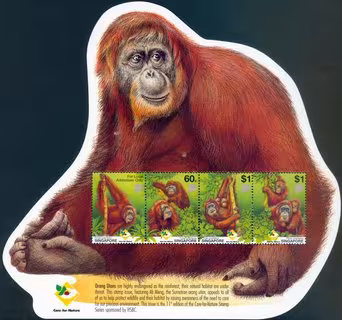 Orang Utan - Ah Meng, Singapore's "Lady" of the Forest