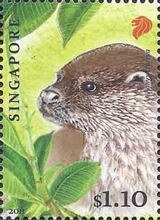 Endangered Animal - Oriental Small-Clawed Otter