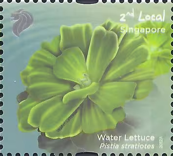 Definitives: Pond Life