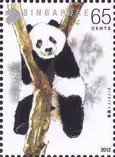 Giant Pandas