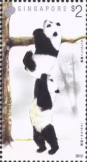 Giant Pandas