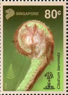 Ferns