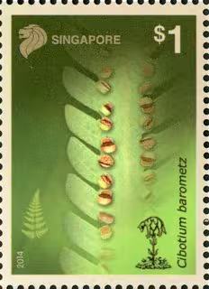 Ferns