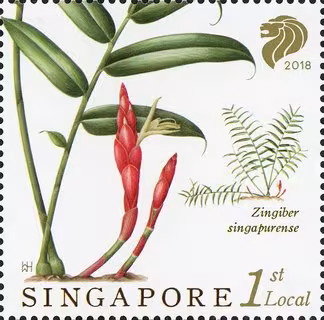 Singapore Native Gingers