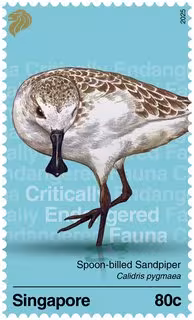 Critically Endangered Fauna of Singapore