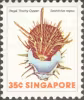 Sea Shells Definitives