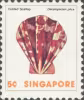 Sea Shells Definitives
