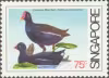 Coastal Birds