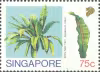 Ferns of Singapore