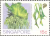 Ferns of Singapore