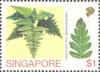 Ferns of Singapore