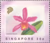 Orchids
