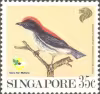 Bird Series - Garden Birds