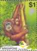 Orang Utan - Ah Meng, Singapore's "Lady" of the Forest